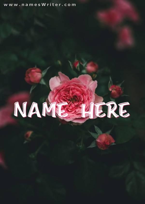 Writing on your name in bold with a pink rose